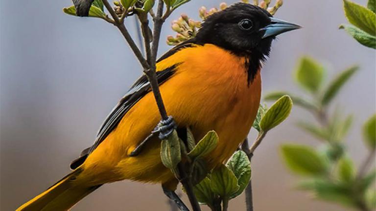 Baltimore Oriole perched in a tree