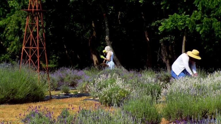 Smokey Cat Lavender Farm