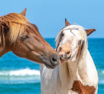 Assateague ponies on the beach