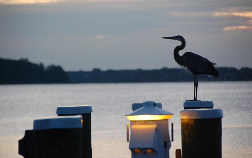 Heron on Dock at sunset