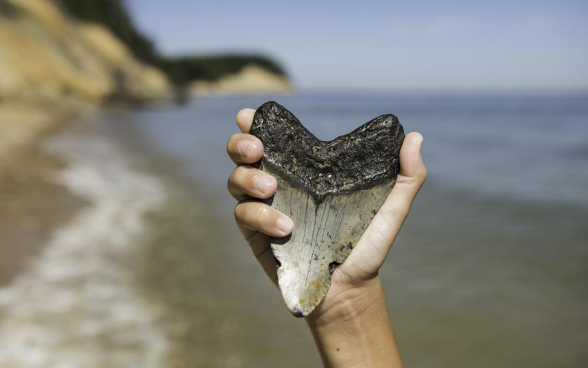 Fossils in hand