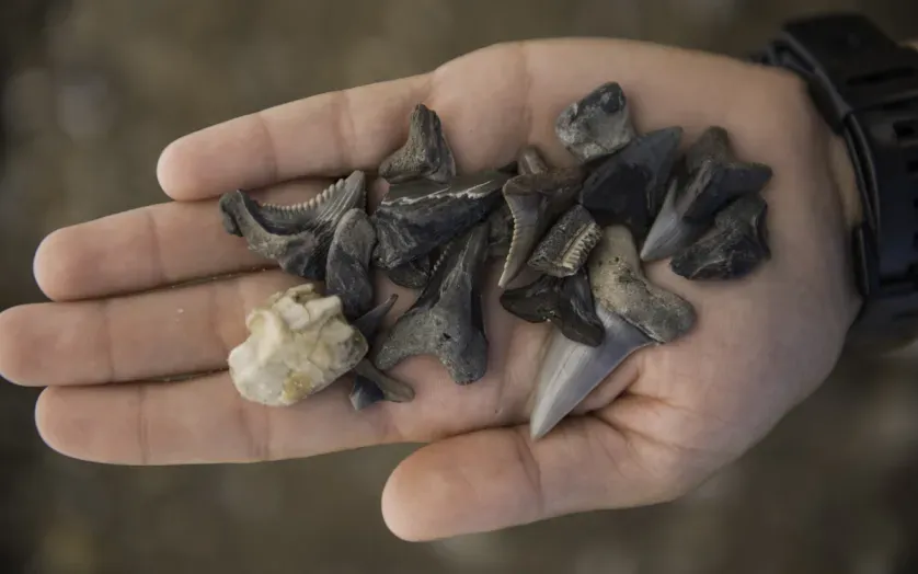 Handfull of Fossils