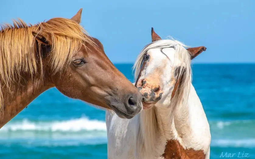 Assateague ponies on the beach
