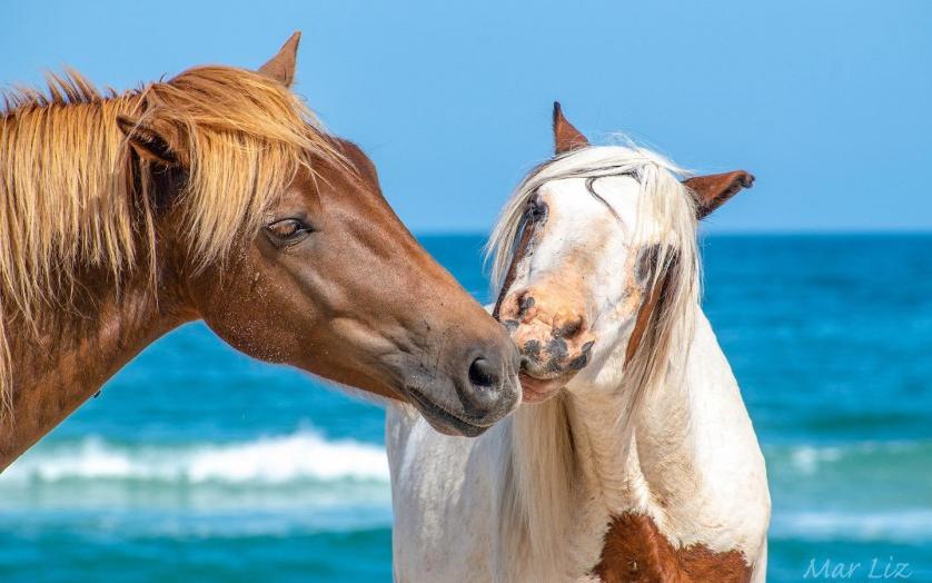 Assateague ponies on the beach