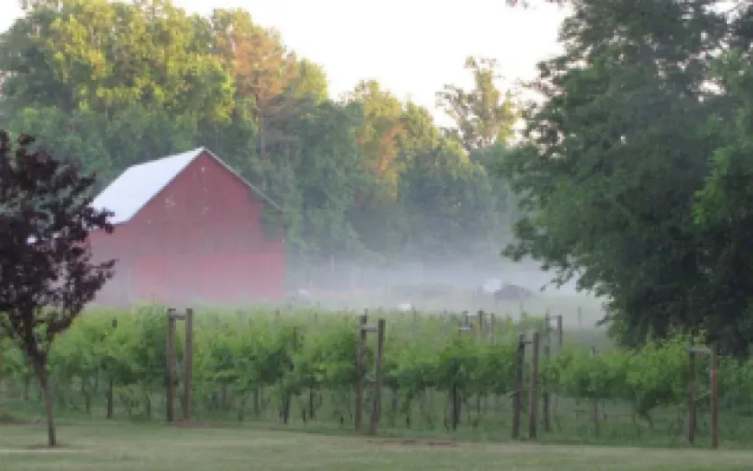 grape vines and red barn in mist